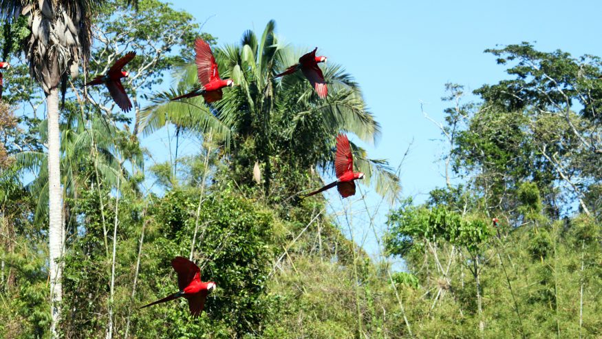 Macaws