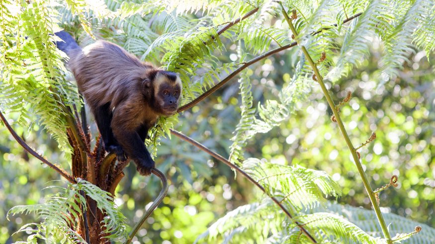 Manu Wildlife Center_monkeys