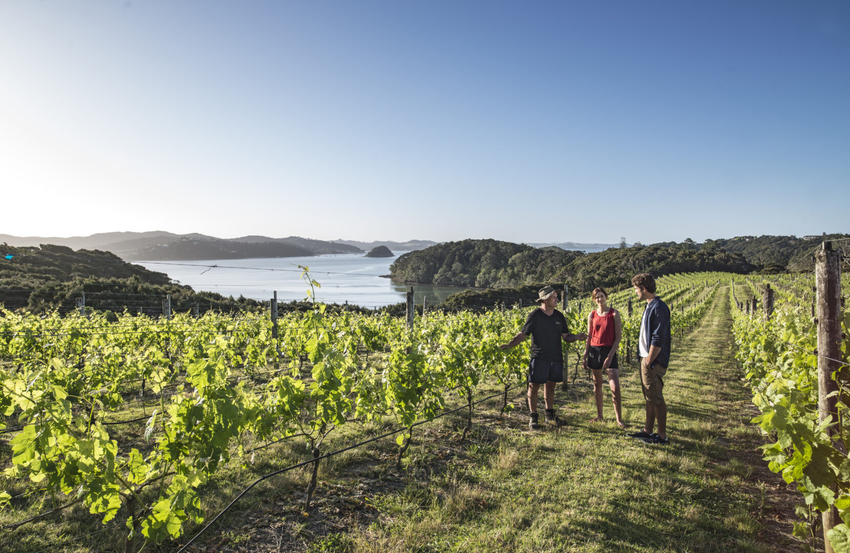 culinary travel experiences: Guiding through a vineyard in Bay of Islands Northland, New Zealand