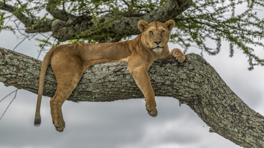 An alert lioness on a large branch in an acacia tree in Serengeti National Park, Tanzania. She is looking for prey, after the long rains.
Panthera Leo.