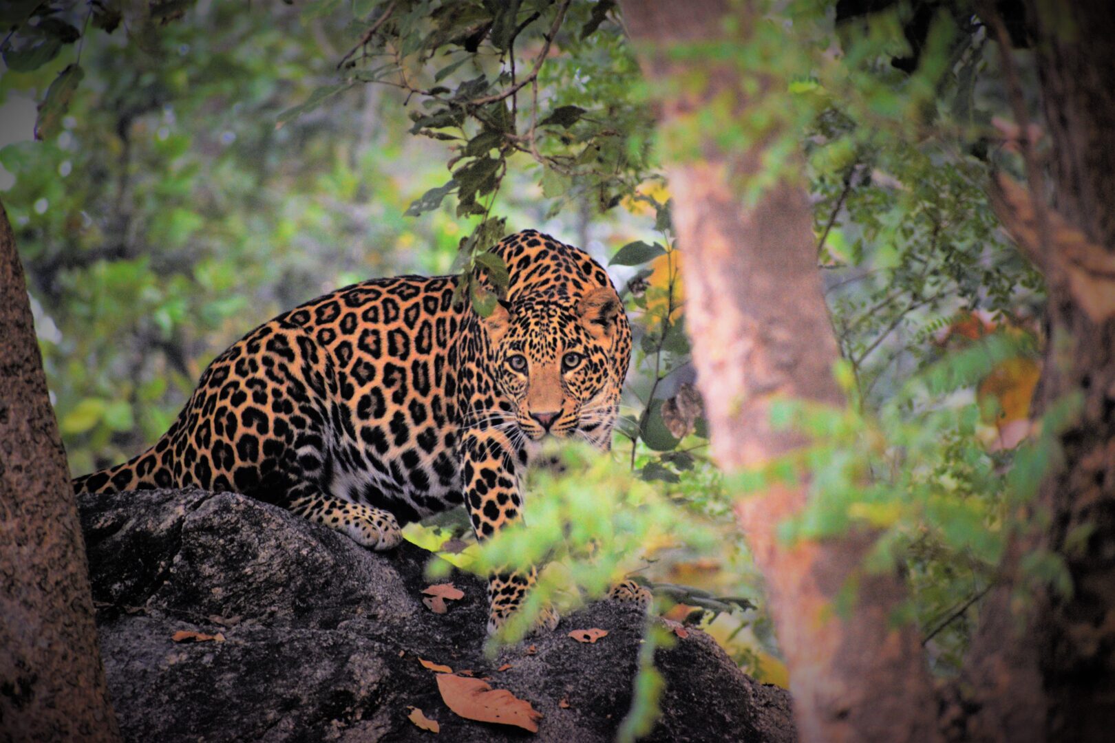 <br />
<b>Warning</b>:  Undefined variable $itinerary_title in <b>/home/vayaques/vaya.ink/wp-content/themes/vaya-3.0-child/page-accommodation.php</b> on line <b>129</b><br />
