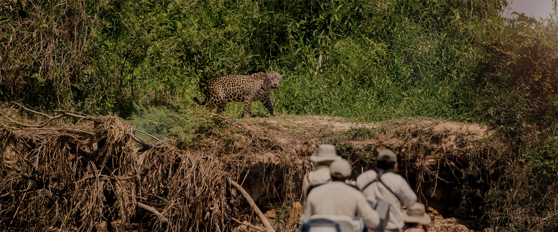 Diverse wildlife in the Amazon