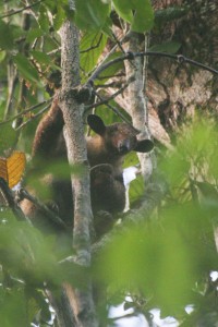 Arboreal anteater, Brazilian Amazon