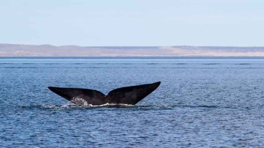 Argentine Wildlife - Whale