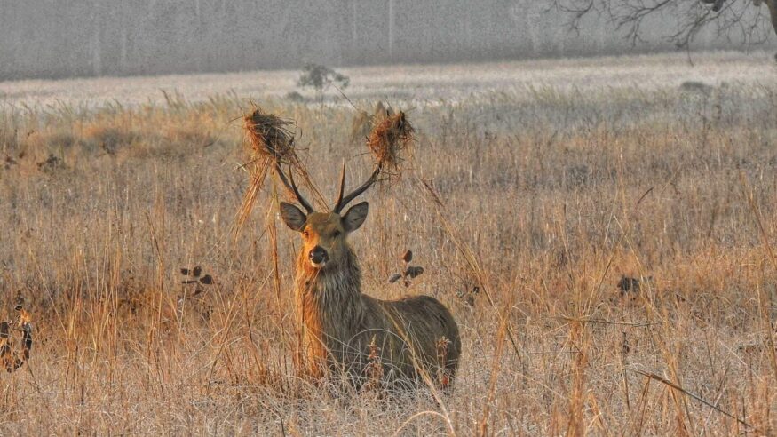 Barasingha, the conservation success story of Kanha 