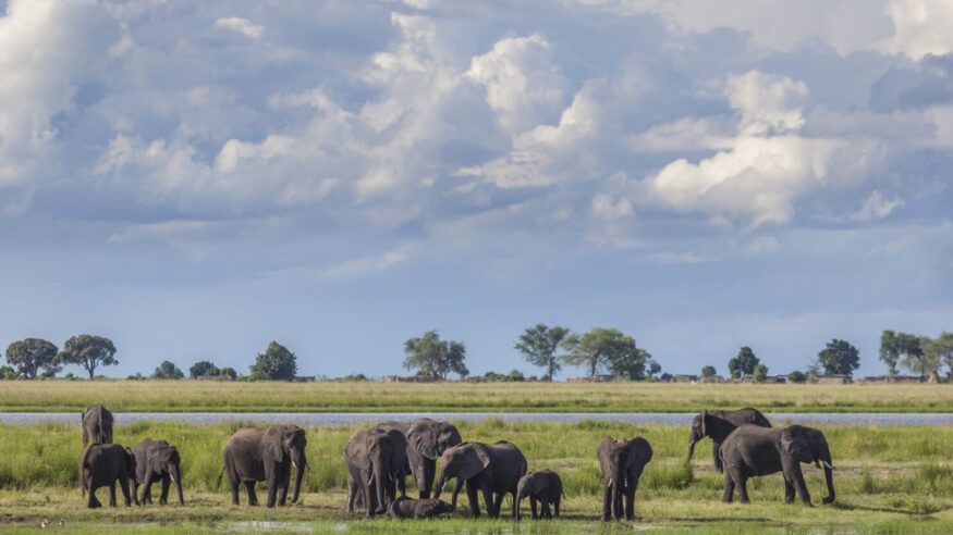 Cumulonimbus storm clouds building up behind a group of African Elephants who are drinking and bathing in marshy ground during the rainy season in Chobe National Park, northern Botswana, southern Africa.