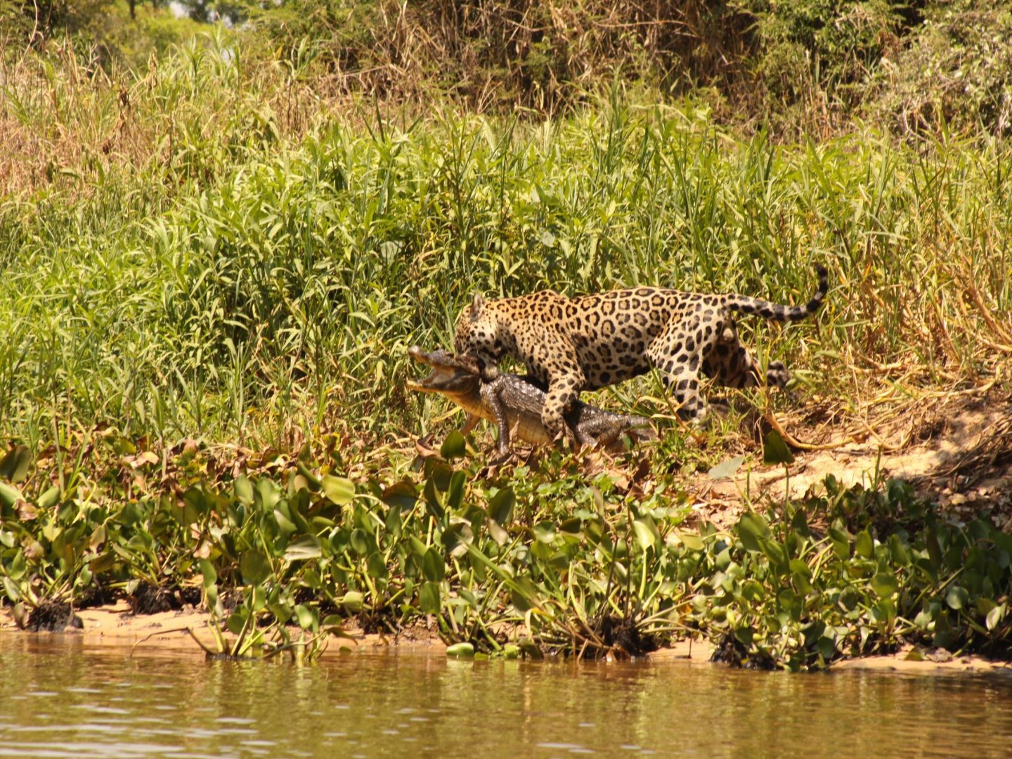 Jaguar Spotting Tour Plus Rio De Janeiro