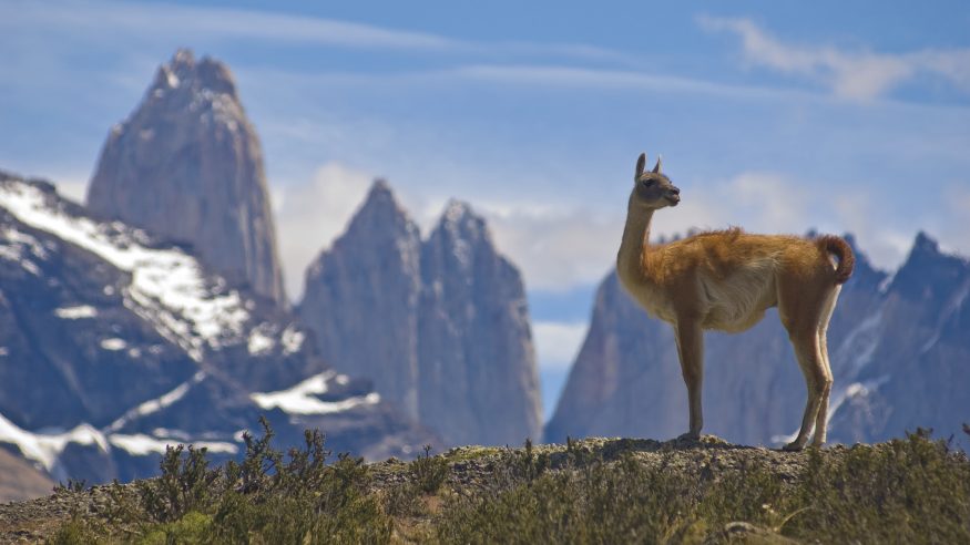 Guanaco in Torres del Paine