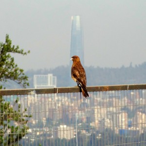 Chimango Caracara