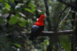 Cock of the Rock, Peruvian Amazon