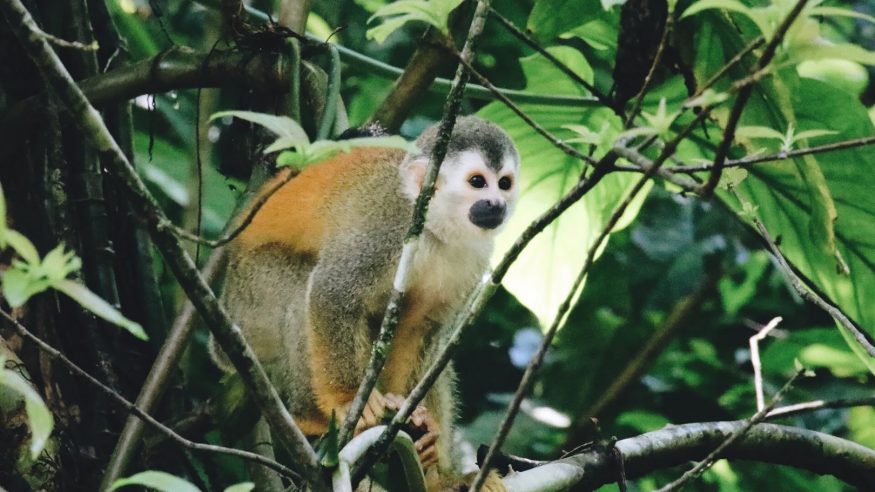 Costa Rica - Manuel Antonio Wildlife