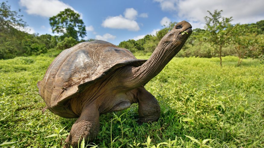 Galapagos tortoise enjoying some grass