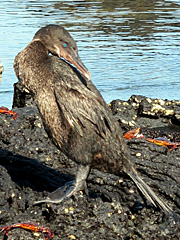 Flightless Cormorant - galapagos islands tours - vaya adventures