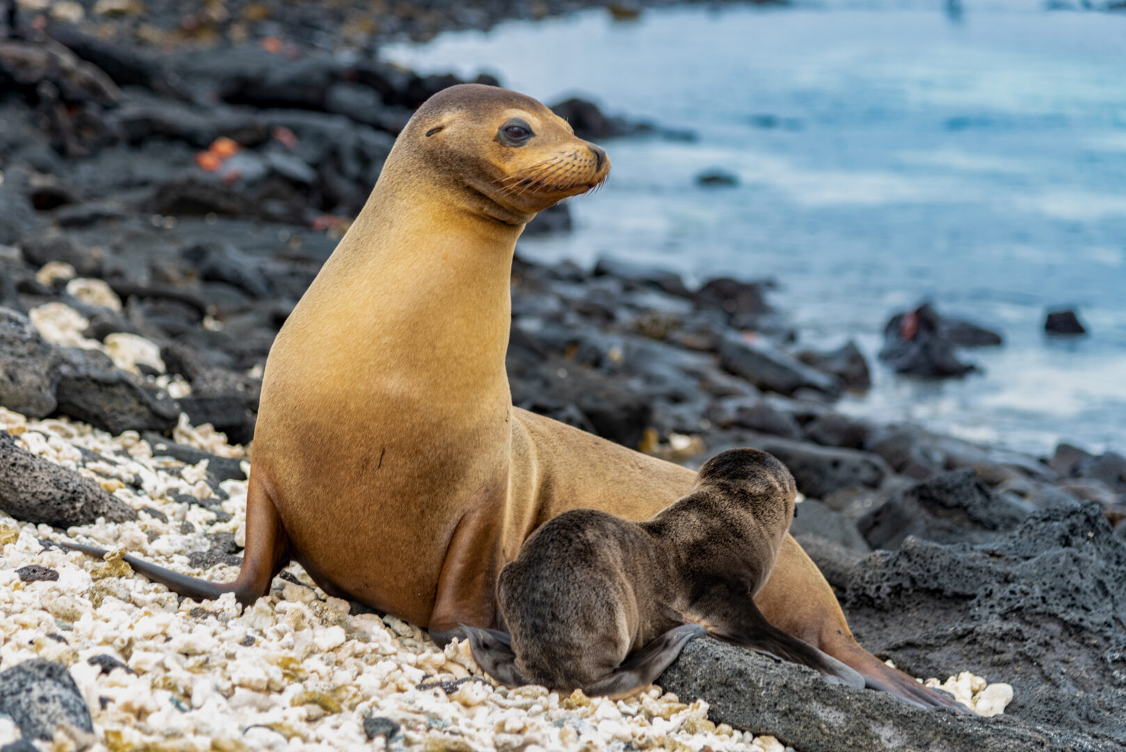 Mother and baby sea lion in the Galapagos Islands