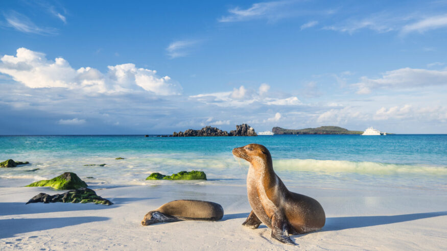 Galapagos sea lions (Zalophus wollebaeki) are sunbathing in the last sunlight at the beach of Espanola island, Galapagos Islands in the Pacific Ocean. This species of sea lion is endemic at the Galapagos islands; In the background one of the typical tourist yachts is visible. Wildlife shot.