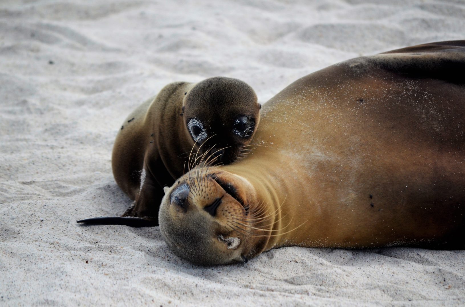 <br />
<b>Warning</b>:  Undefined variable $itinerary_title in <b>/home/vayaques/vaya.ink/wp-content/themes/vaya-3.0-child/page-accommodation.php</b> on line <b>129</b><br />
