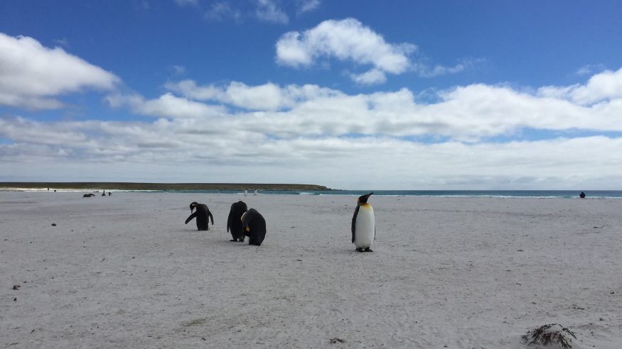 Falkland Islands - Volunteer Point - Penguins