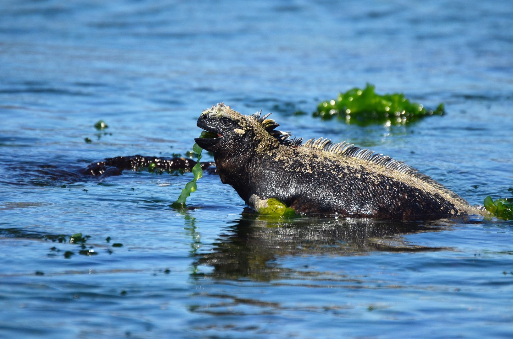 Galapagos Marine Iguana