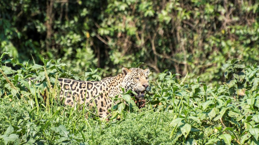 Jaguar in the Pantanal, Brazil