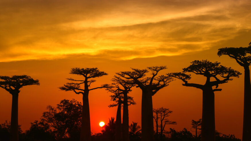 Silhouette of Baobab trees (Adansonia) in Madagascar. Location: Avenue de Baobab, Western Madagascar.