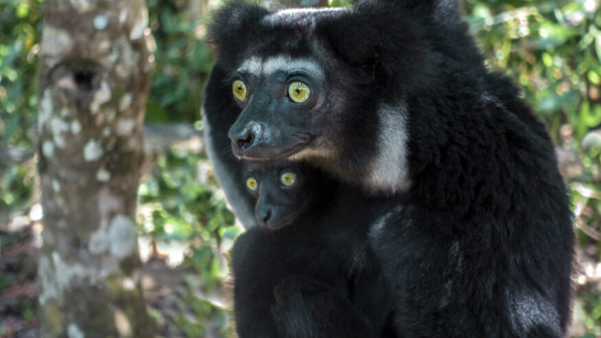 Beautiful image of the Indri lemur - Indri Indri. Together with the baby
