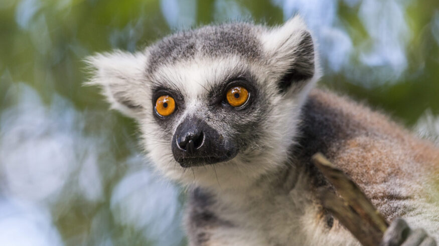 ring tailed lemur as part of a conservation effort, showing head face and larege eyes in detail