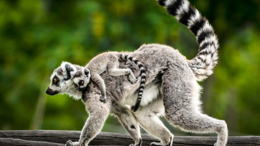 Female of Ring-tailed lemur carries a cub on her back.