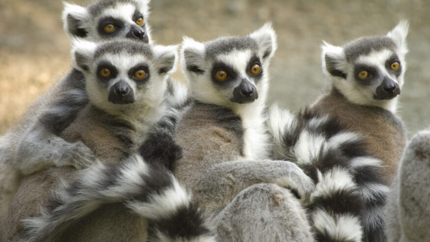 Ring-tailed Lemurs (Lemur catta).