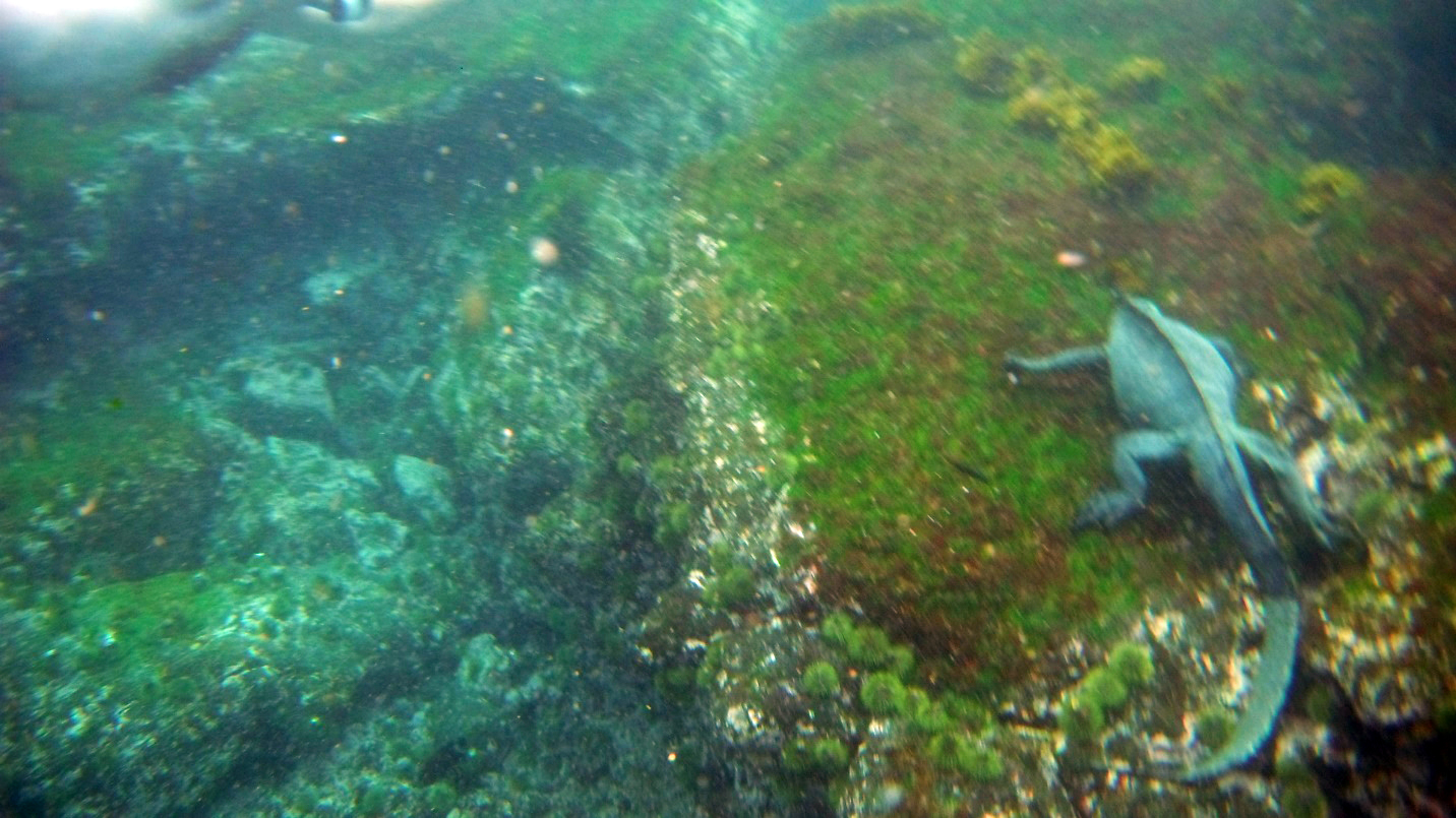 Marine Iguana