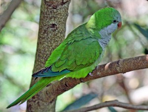 Monk Parakeet