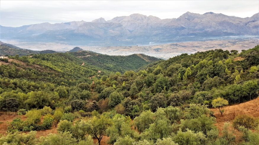Scenery of Forests  in the Kabylia Hills in  North Africa near the Djurdjura range of the Atlas Mountains.