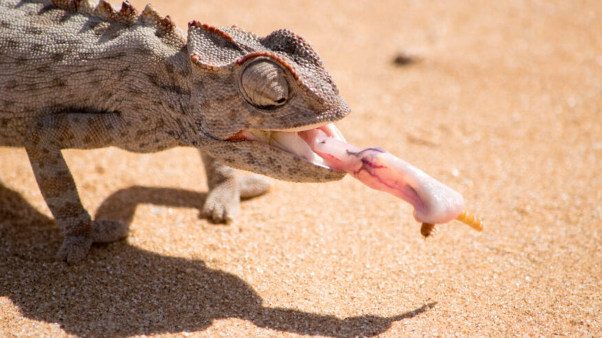 Chameleon eating a bug with his long tongue in the desert of Namibia near Swakopmund, Namibia