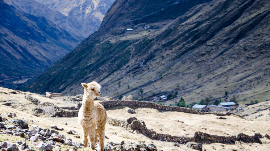 A Lama close to a small village on Lares Trek, Peru. In the background you see a couple of sheep farmers cottages