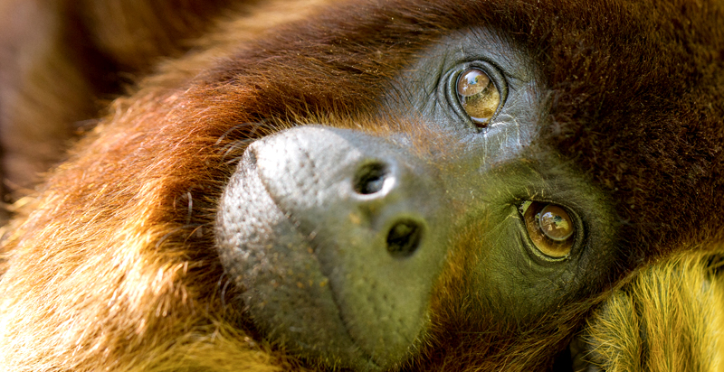 <br />
<b>Warning</b>:  Undefined variable $itinerary_title in <b>/home/vayaques/vaya.ink/wp-content/themes/vaya-3.0-child/page-accommodation.php</b> on line <b>129</b><br />
