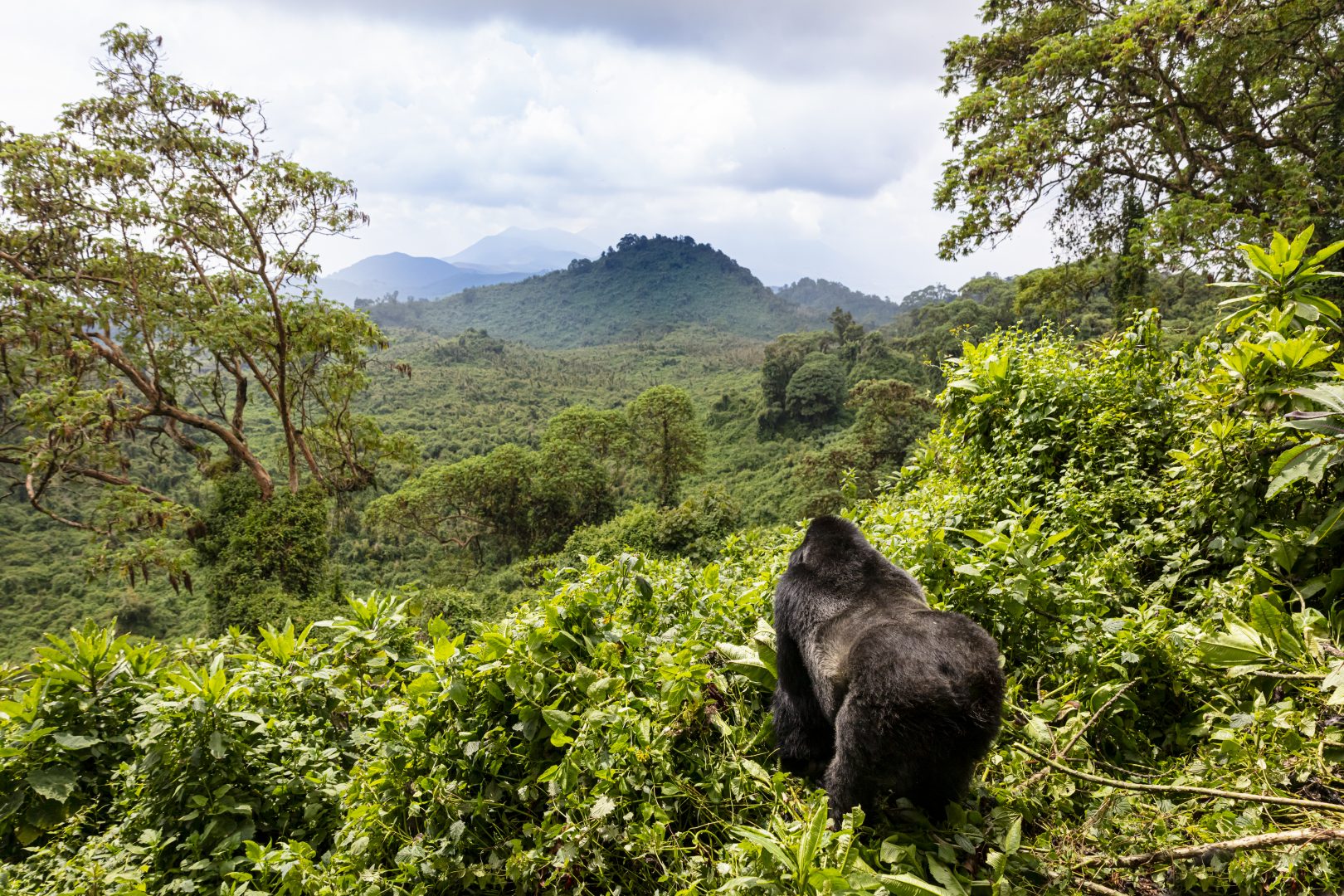 Rwanda Gorilla Trekking & Highlights