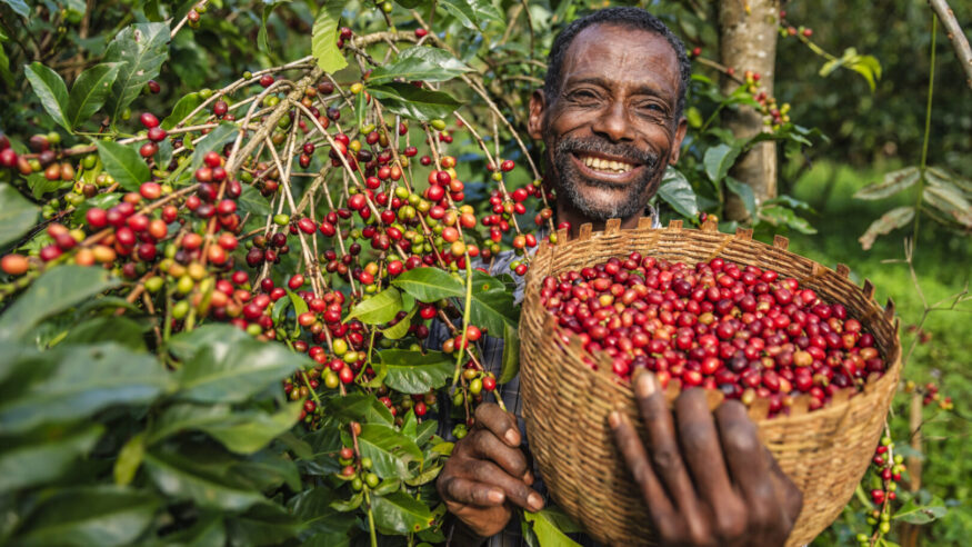 African man collecting coffee berries from a coffee plant, Ethiopia, Africa. There are several species of Coffea - the coffee plant. The finest quality of Coffea being Arabica, which originated in the highlands of Ethiopia. Arabica represents almost 60% of the world’s coffee production..