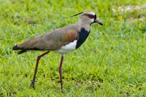Southern Lapwing
