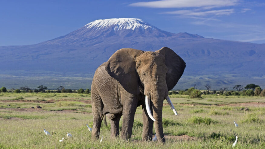Classic safari scene of a large bull elephant against a Kilimanjaro backdrop. Amboseli national park, Kenya.