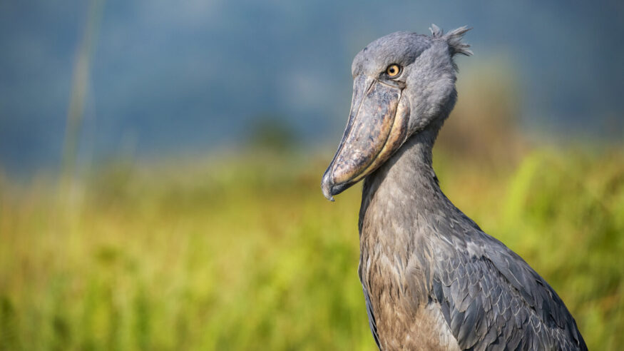 Wildlife shot of an extremely rare Shoebill (Balaeniceps rex) at the shores of Lake Victoria, Uganda. This stork-like waterbird is getting up to a height of 120 cm, outstanding is the unique bill. While the shoebill is called a stork, genetically speaking it is more closely related to the pelican or heron families. The shoebill is could be found in wetlands or swamps in a few regions of Eastern and Central Africa and it is critical endangered.