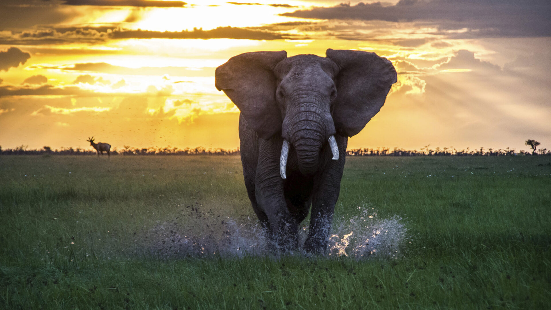 Elephant walking in Africa