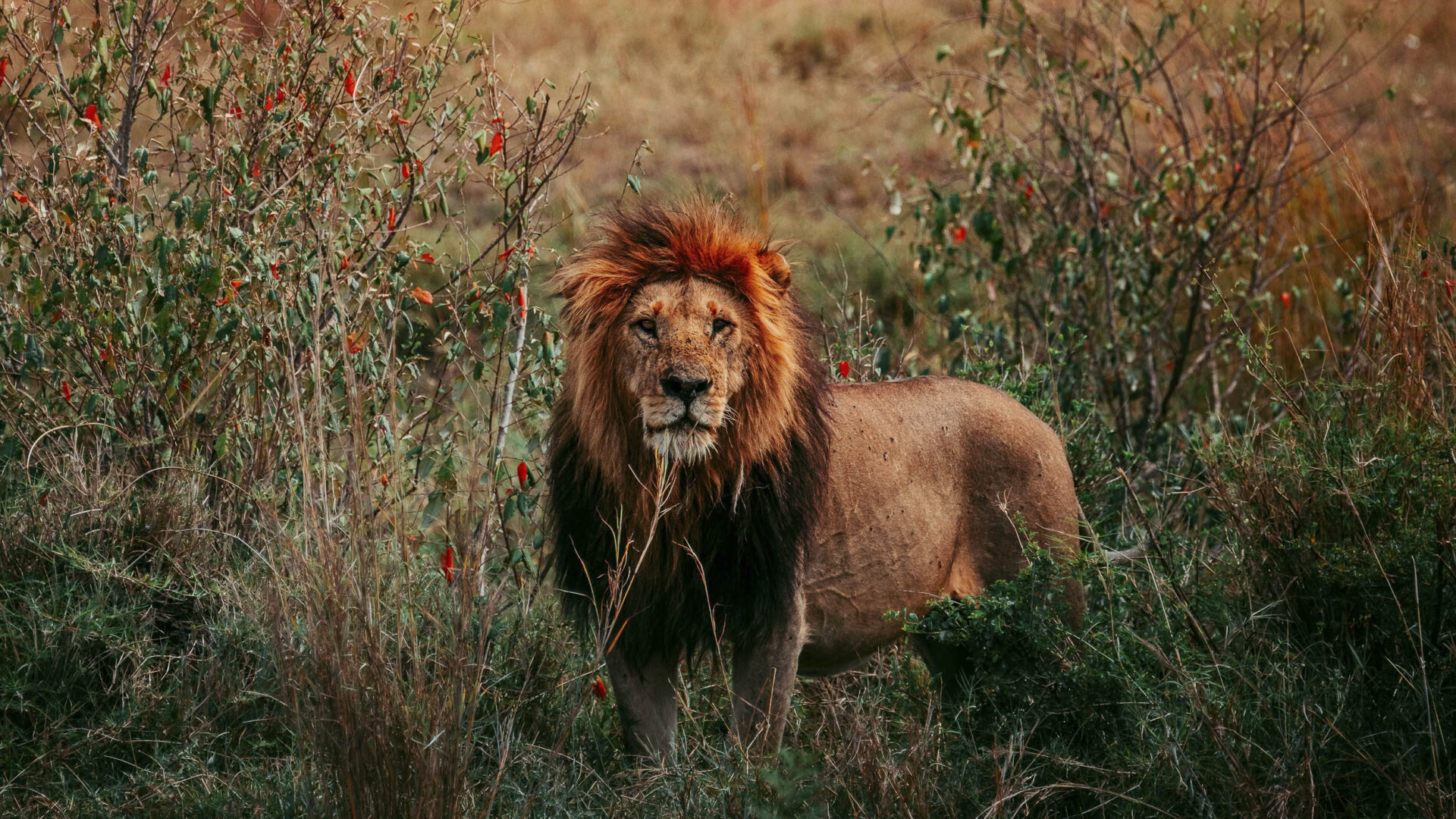 Lion walking in bush in Africa