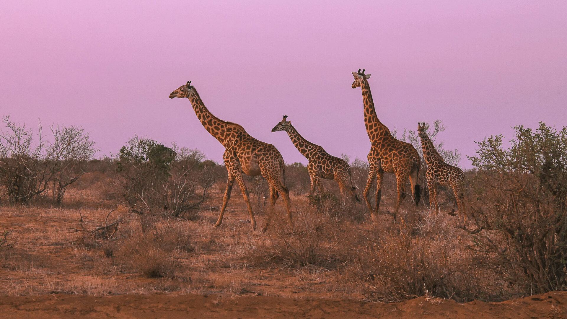 Giraffes walking in bush in Africa