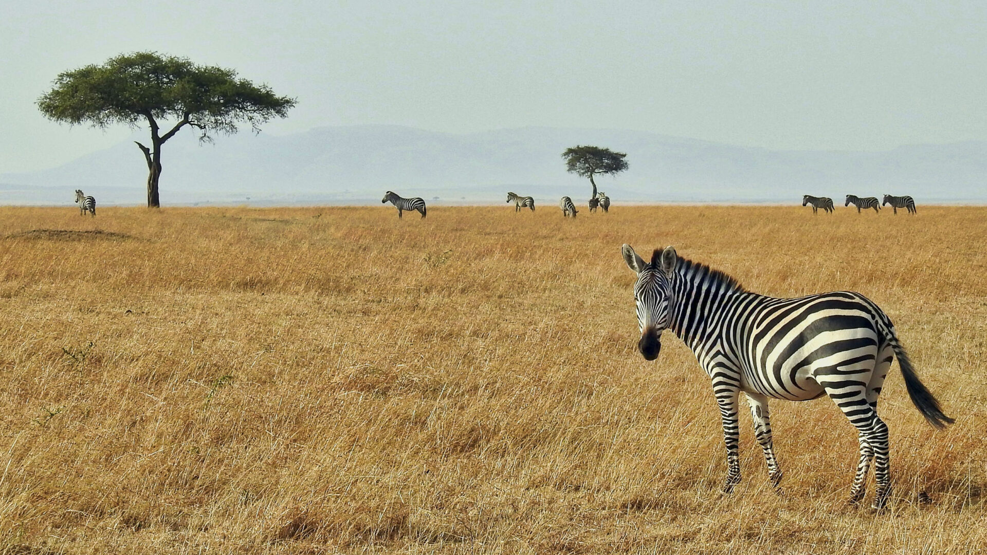 Zebra walking in Kenya