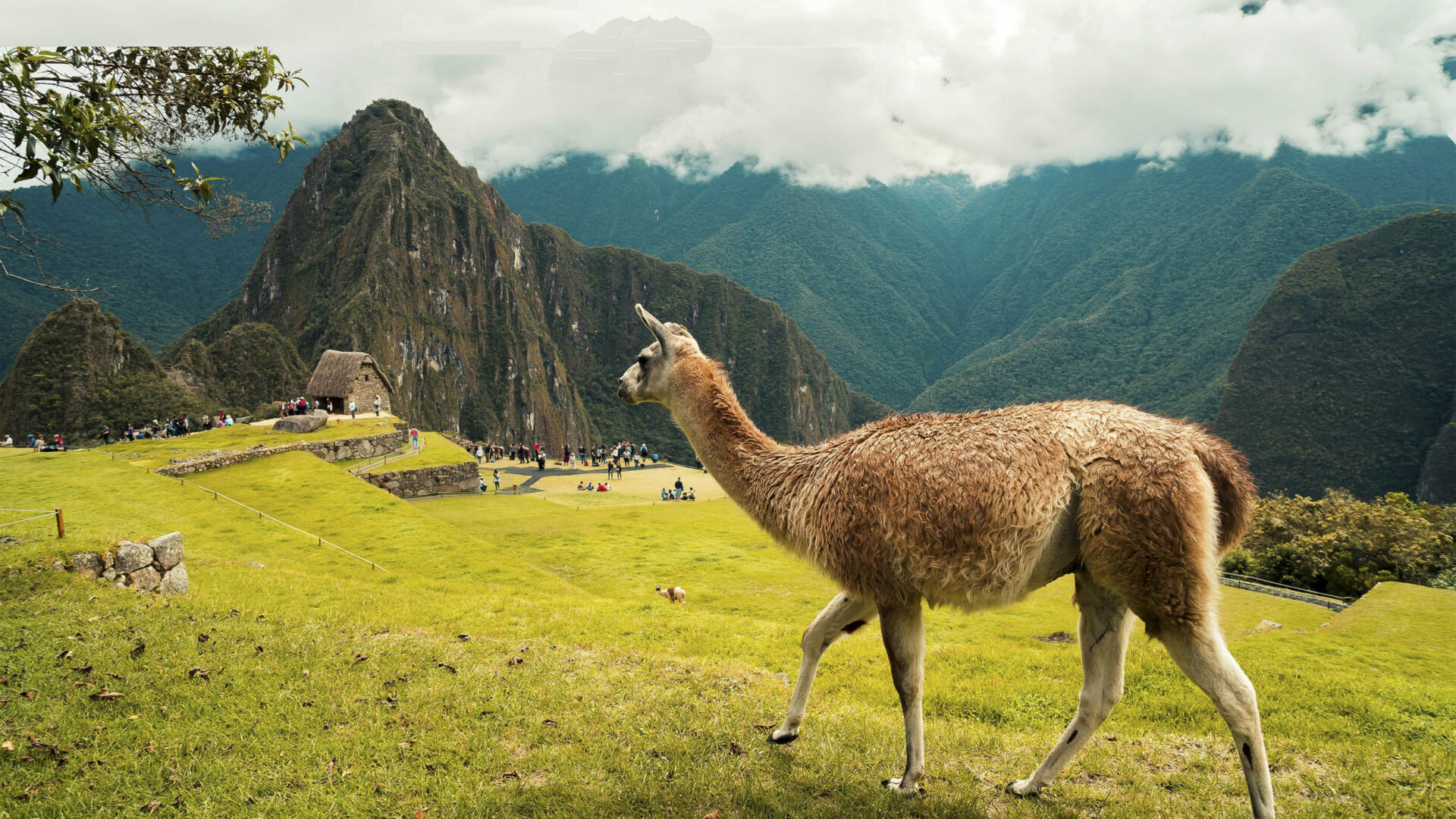 Vaya Adventures Signature Itineraries: View of llama standing in ruins at Machu Picchu, Peru