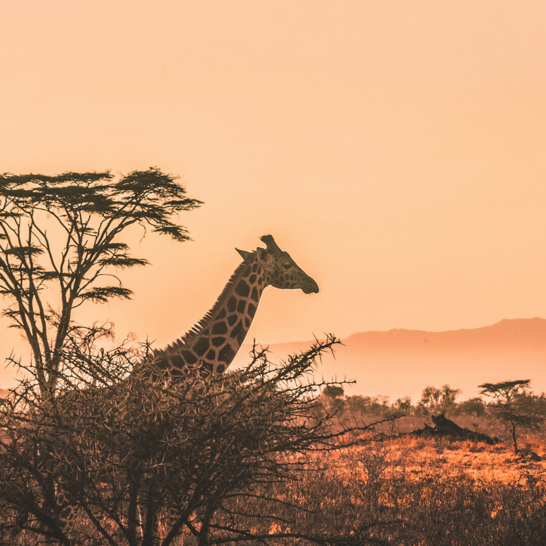 Giraffe with orange sky in Africa