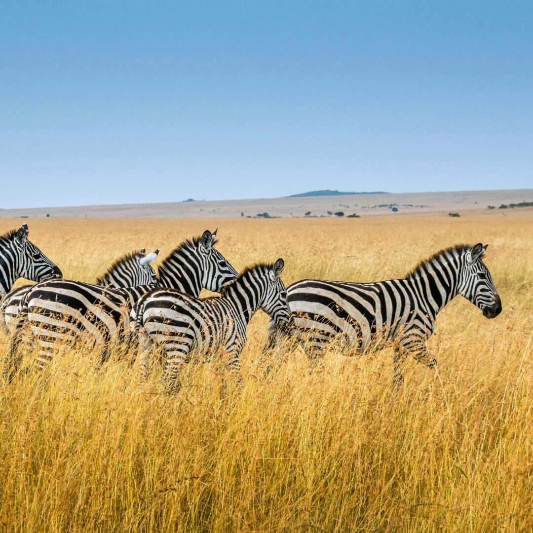 Zebras walking in Africa