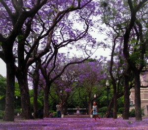 Jacaranda trees in Plaza Italia