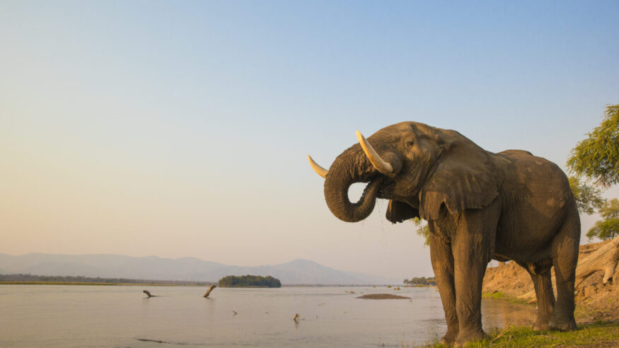 African Elephant bull drinking on the Zambezi river at sunset