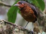 giant antpitta