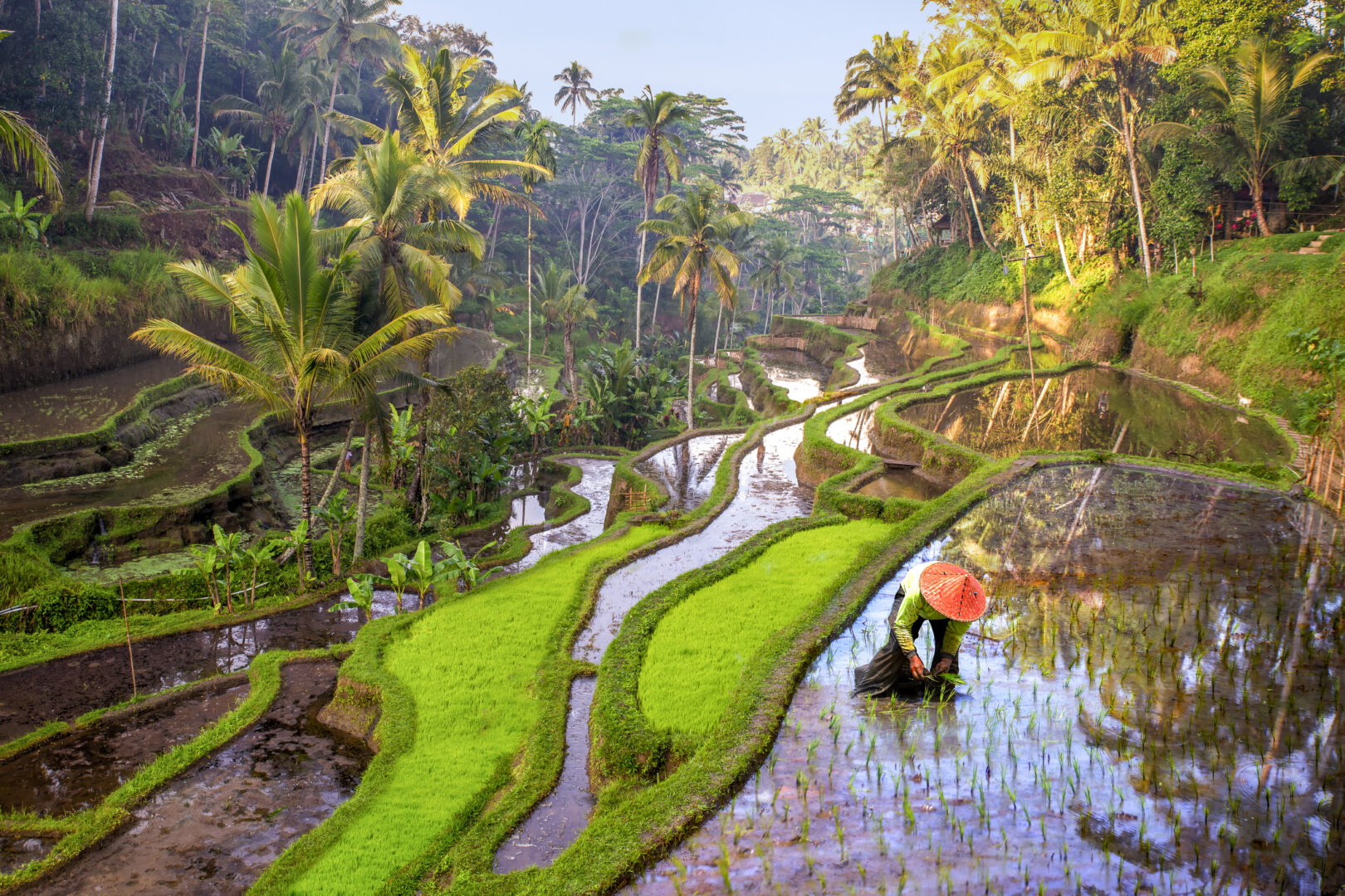 Rice paddies in Ubud, Bali, Indonesia